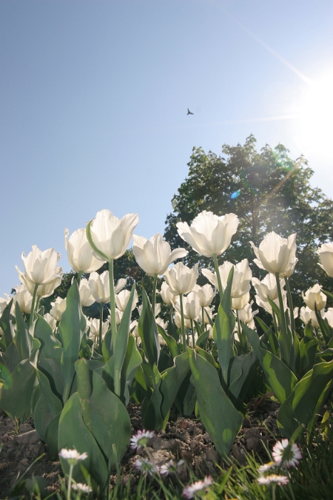 Tulipes a Morges 2007 - 226